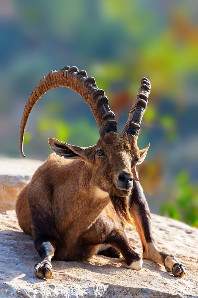 Фотография автора Лея Лерер