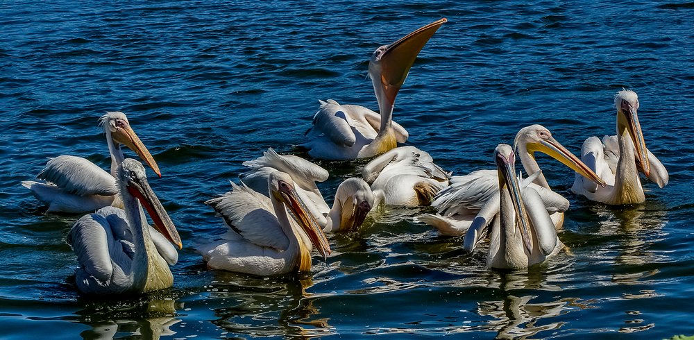 Pelicans