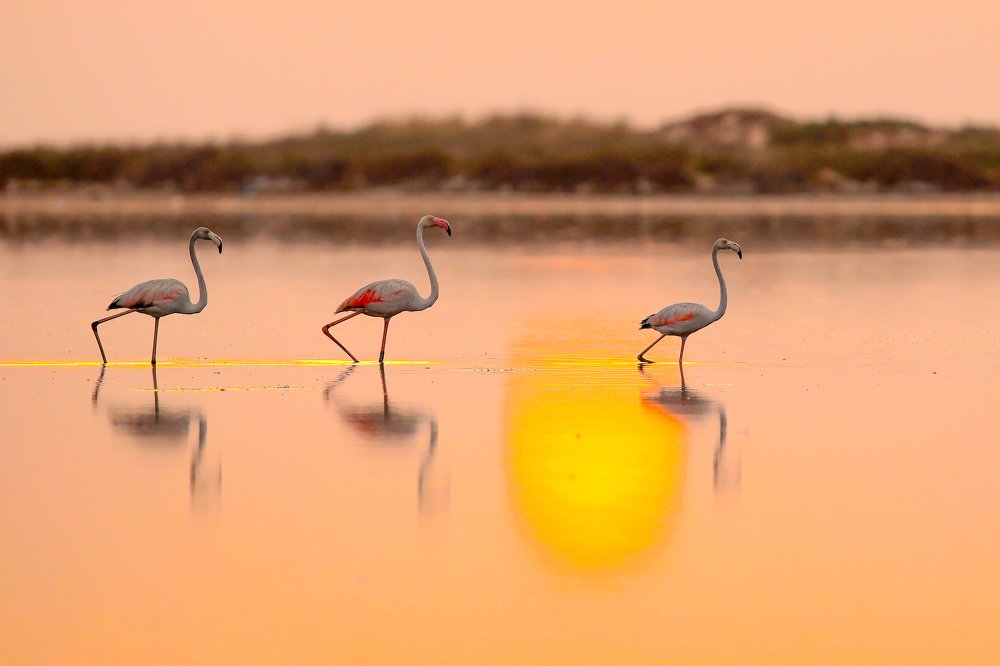 Flamengo Birds posing In Korba Lake In Tunisia