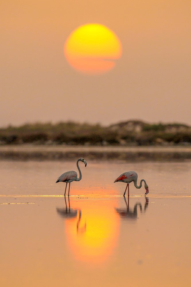 Flamengo Birds posing In Korba Lake In Tunisia