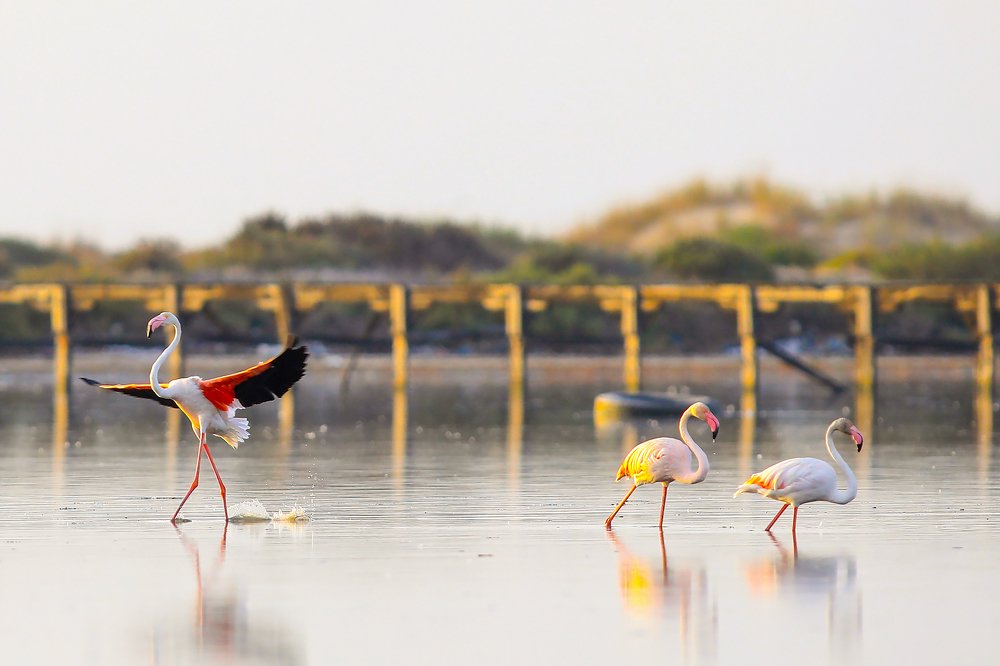 Фотография автора Yassine Yassine Gaidi