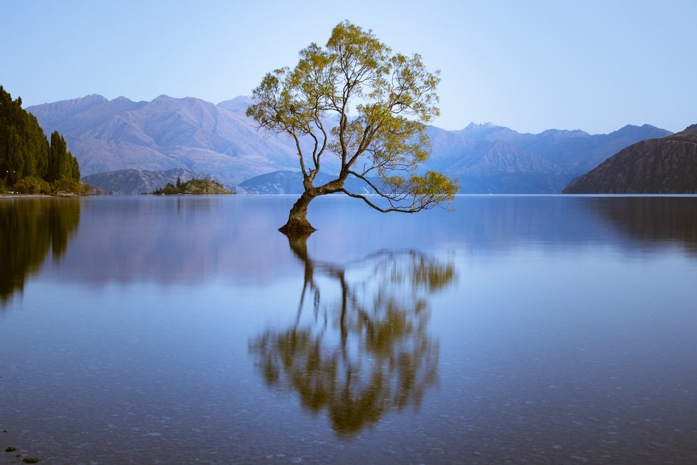 Wanaka tree