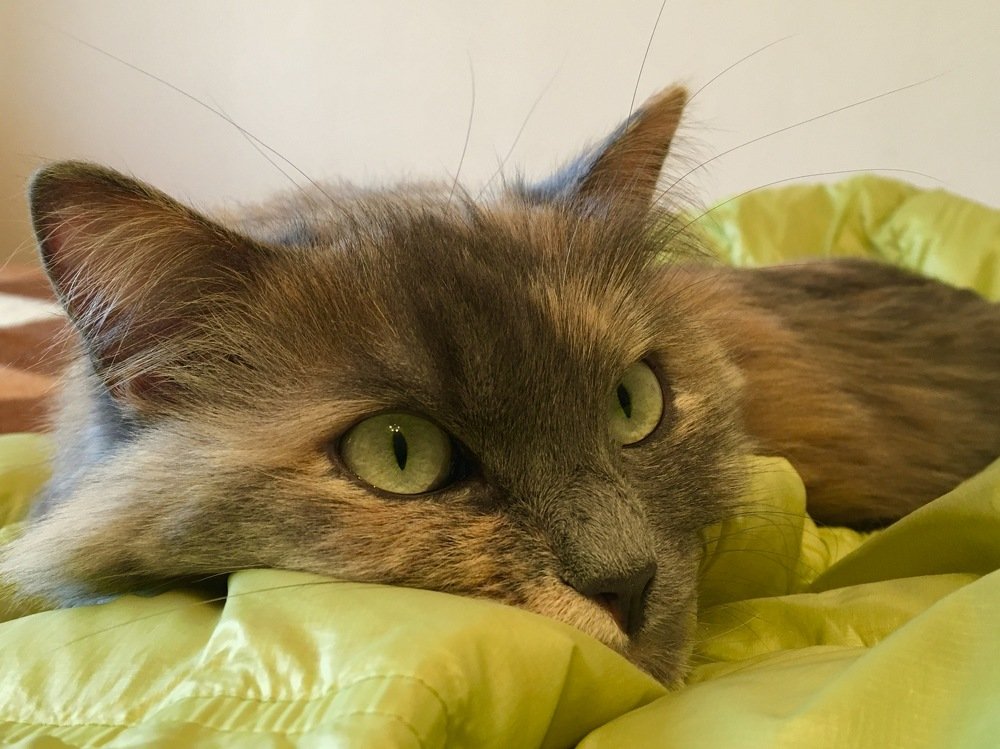 Photograph by Елена Ким