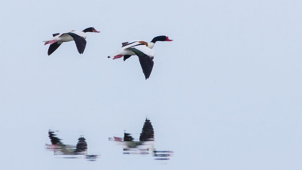 Пеганки и минимализм.