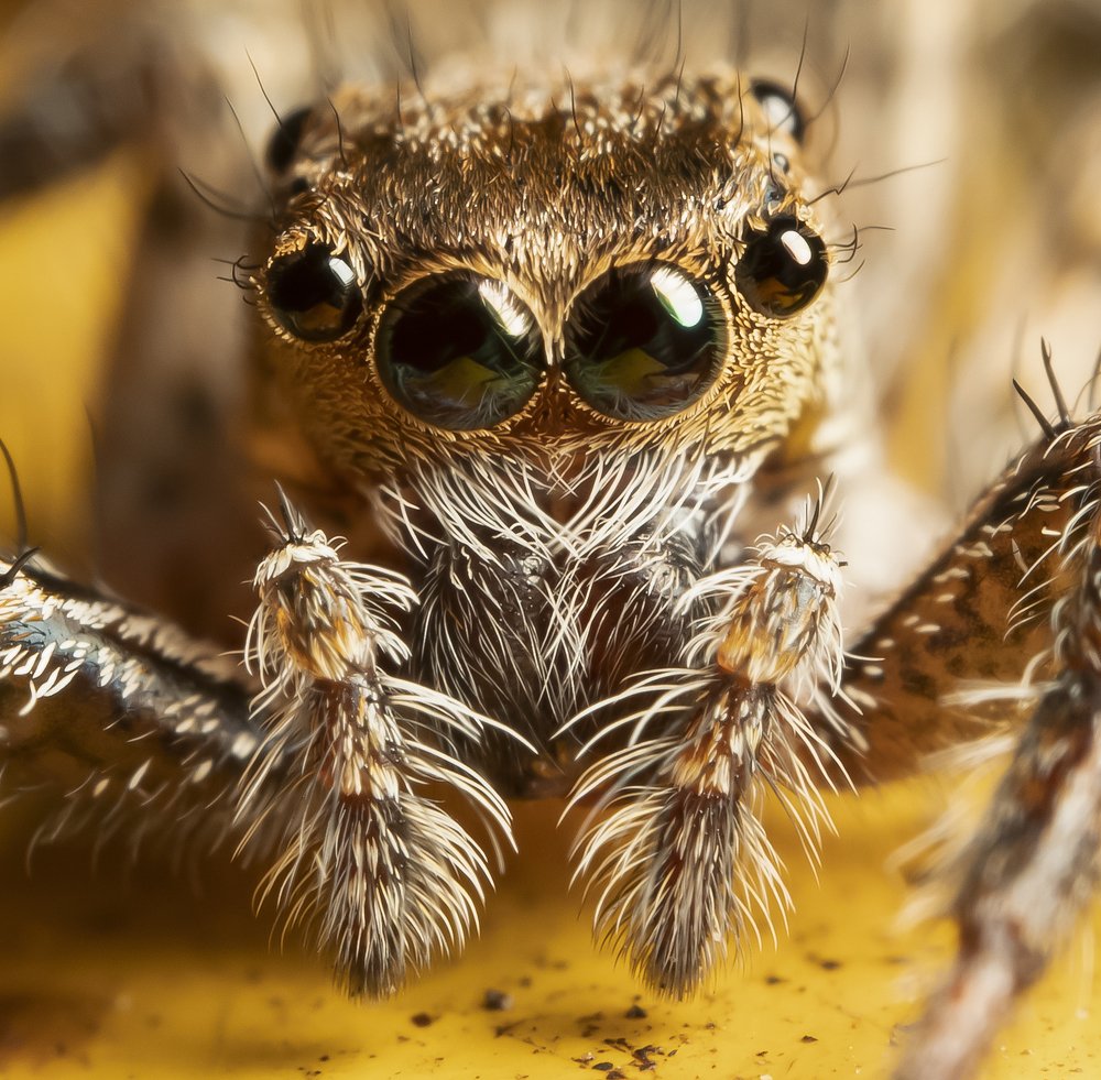 Jumping Spider
