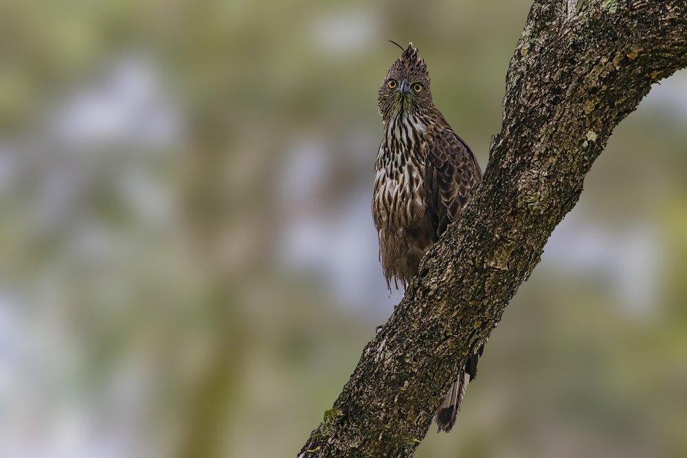 Photograph by Smita Behera