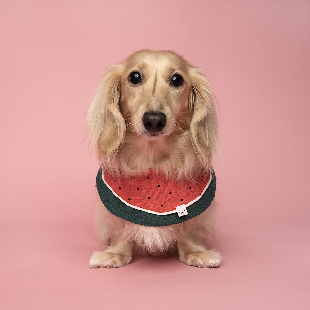 Watermelon Dachshund