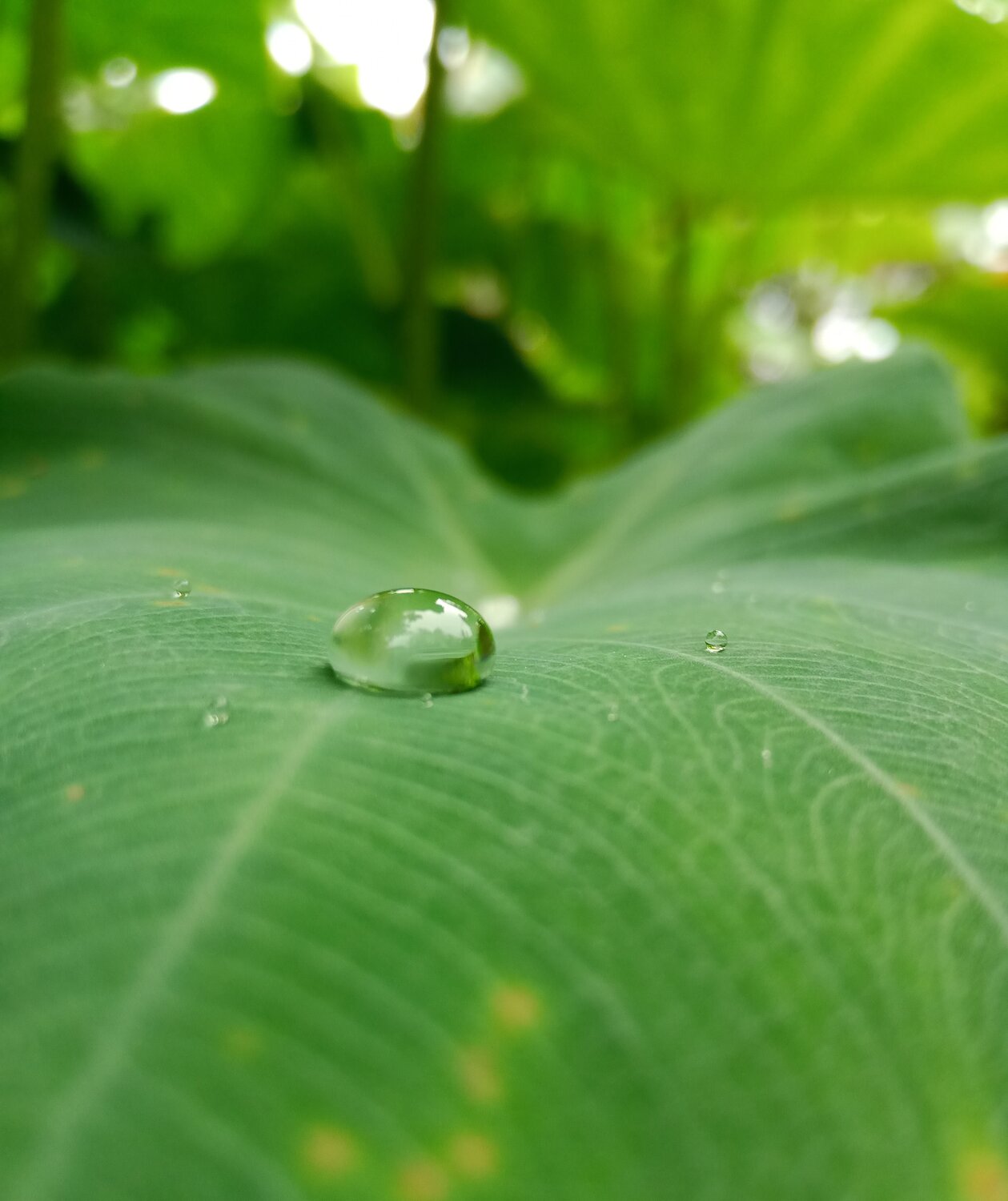 Beauty of nature