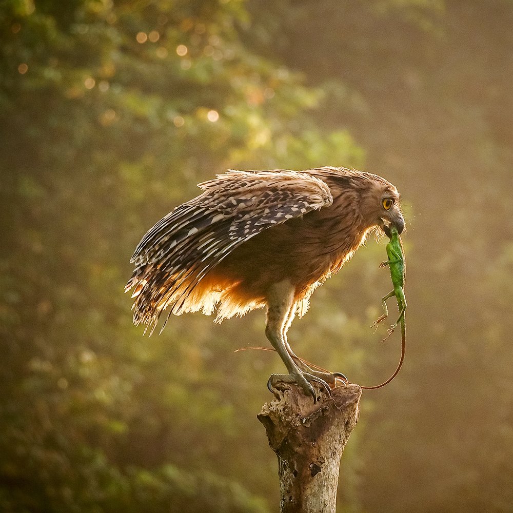 Photograph by Lugyanti Sukrisman