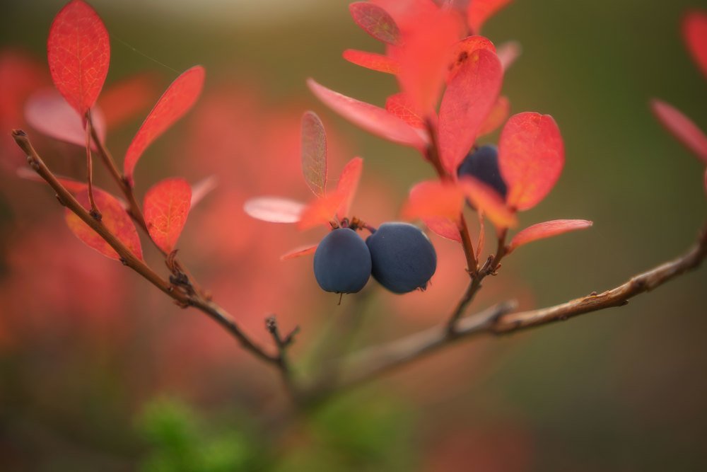 Осенняя голубика