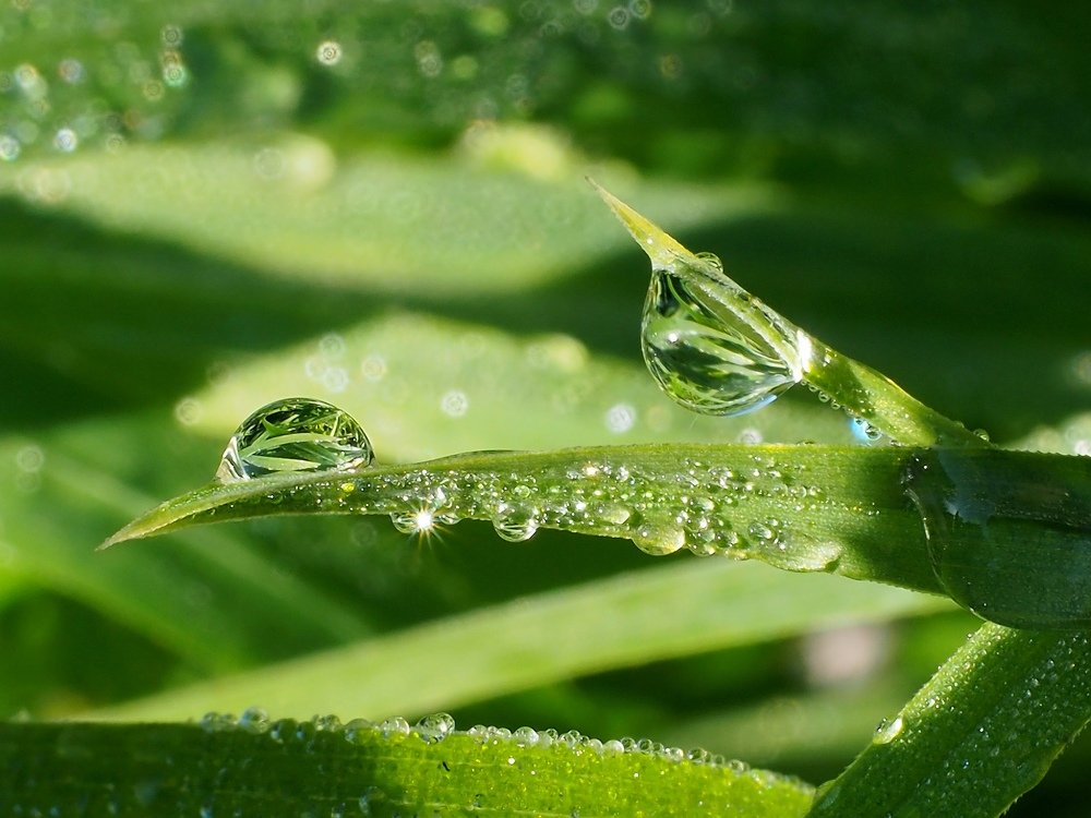 Травы росные