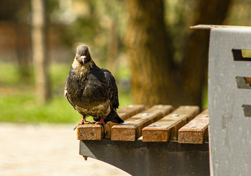 Photograph by Максим Грищенко