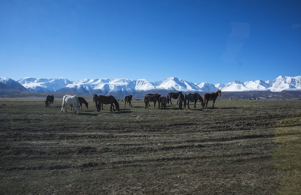 В предгории Чуйского хребта.