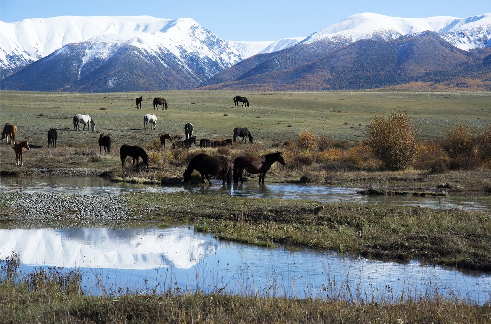 Свободный выгул.