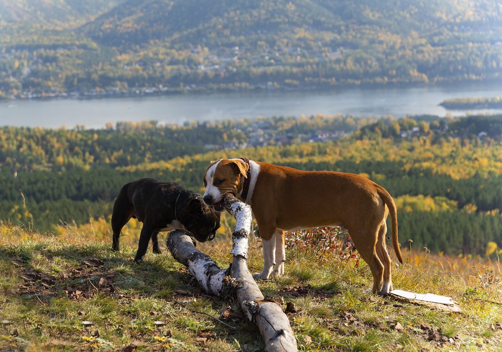 Лебедь, рак, а где же щука?