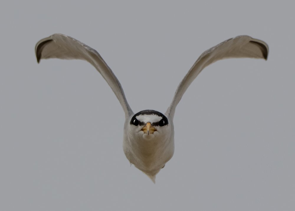 Photograph by Денис Жбир