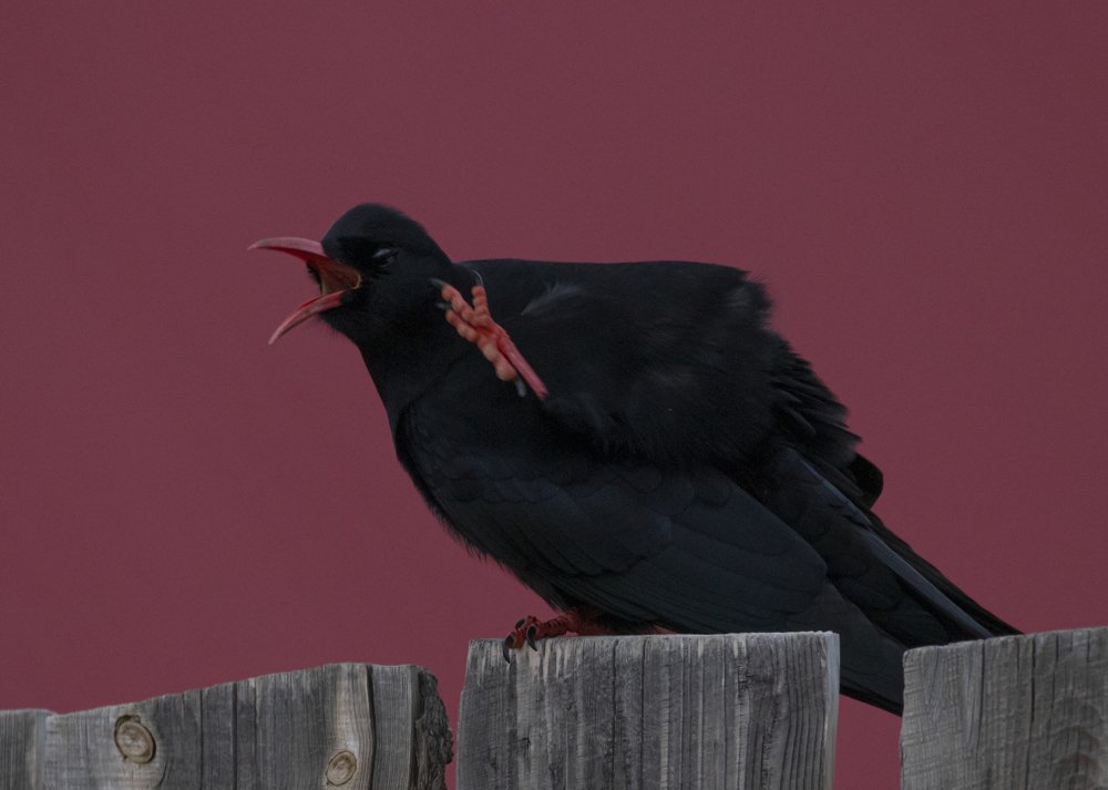 Photograph by Жбир Денис