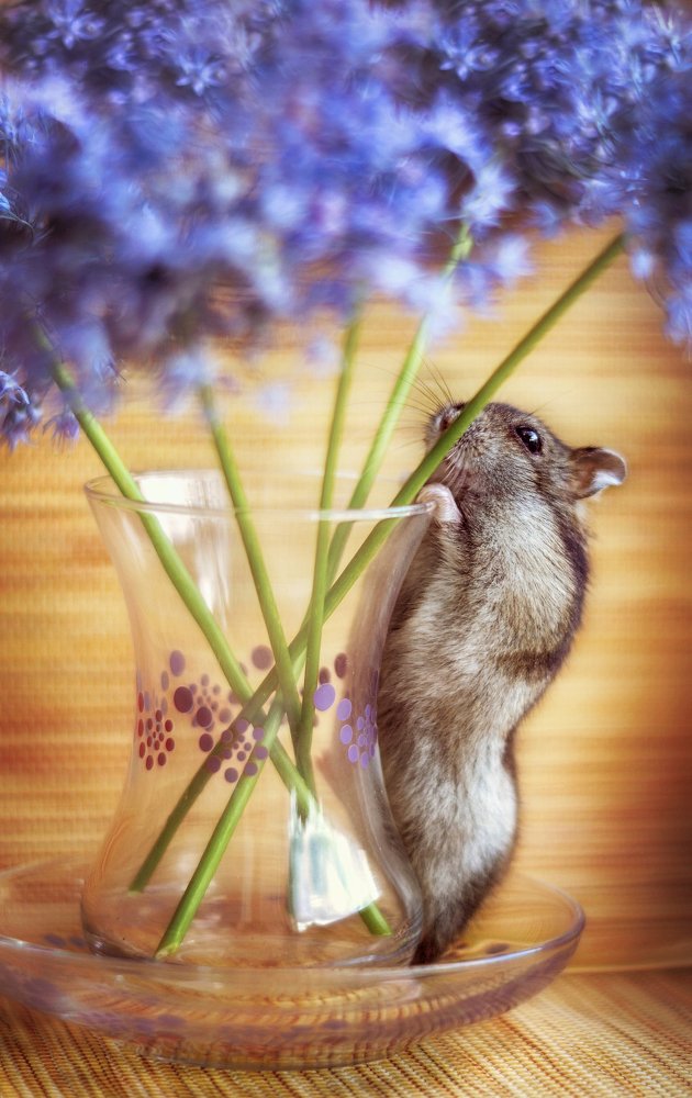 Любопытство