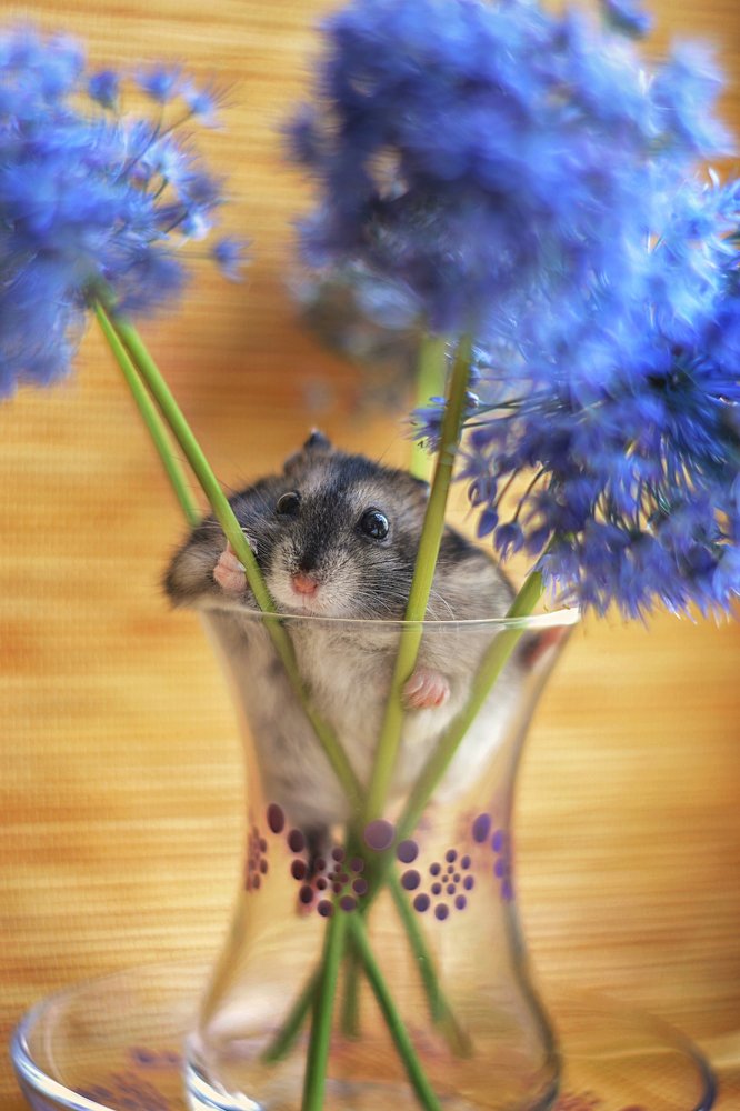 Маскировка