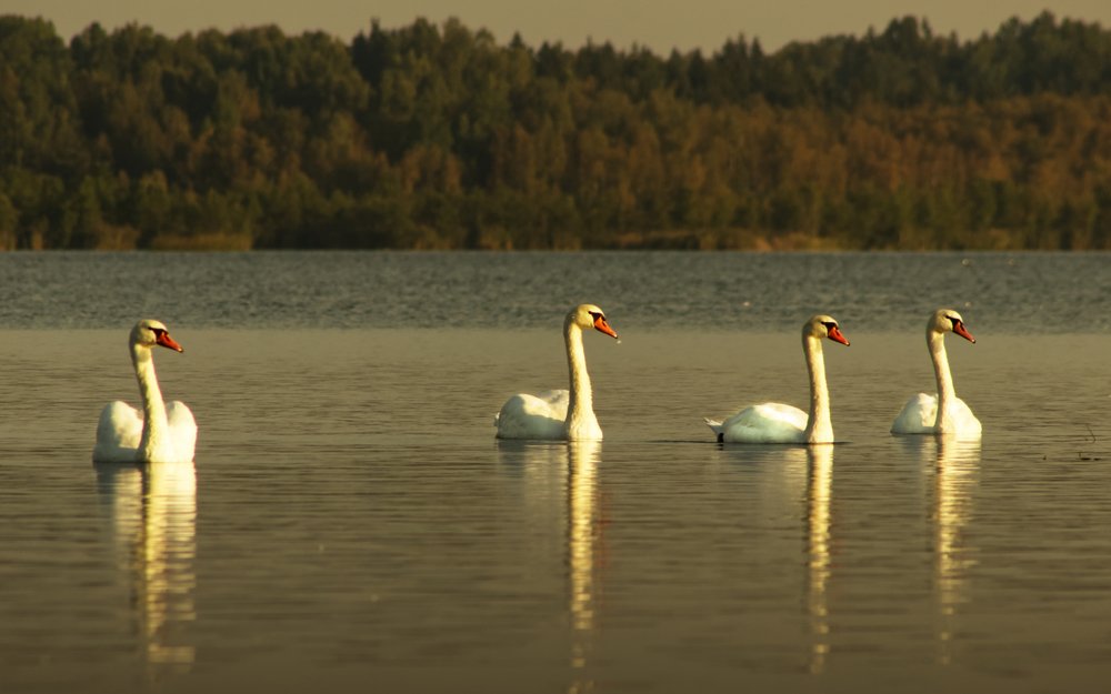 Four swans in the lake.