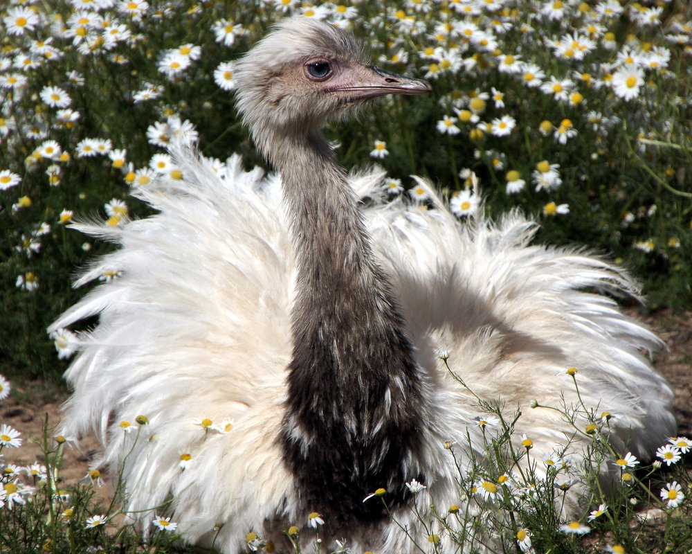 Большая ромашка