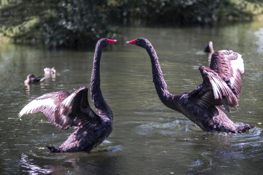Лебединые танцы