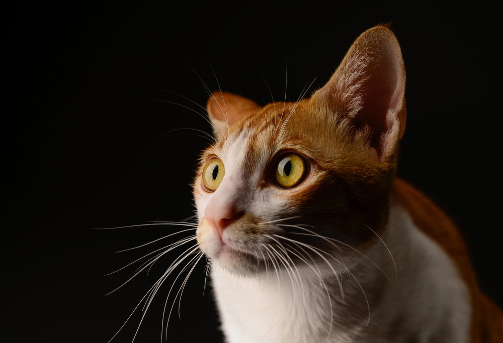 Фотография автора Эдуард Тихонов