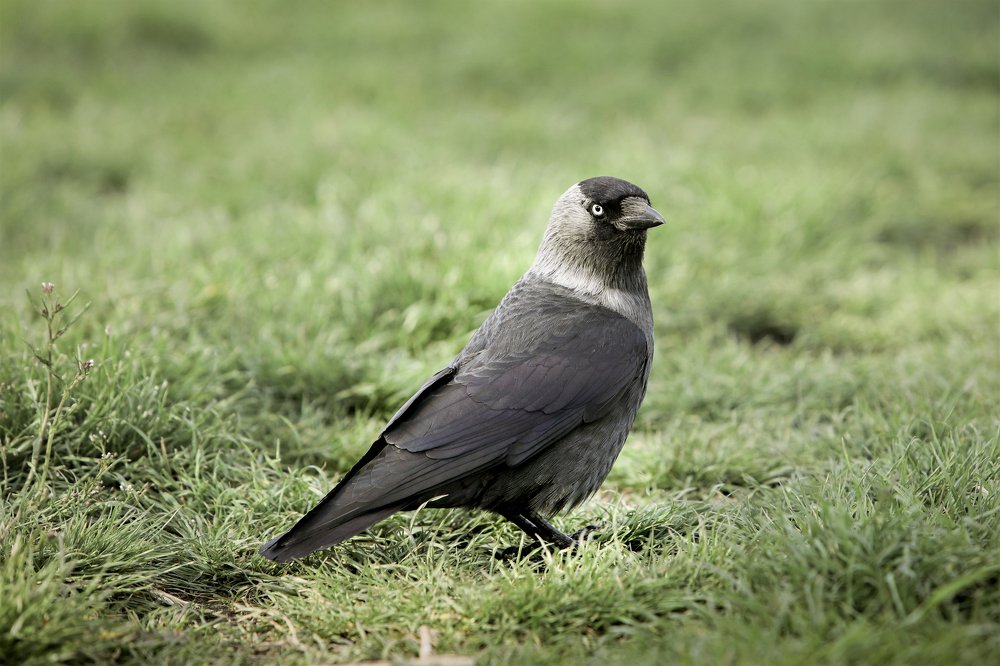 pelēkā vārna (Corvus cornix)