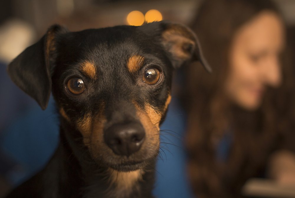 Домашний питомец