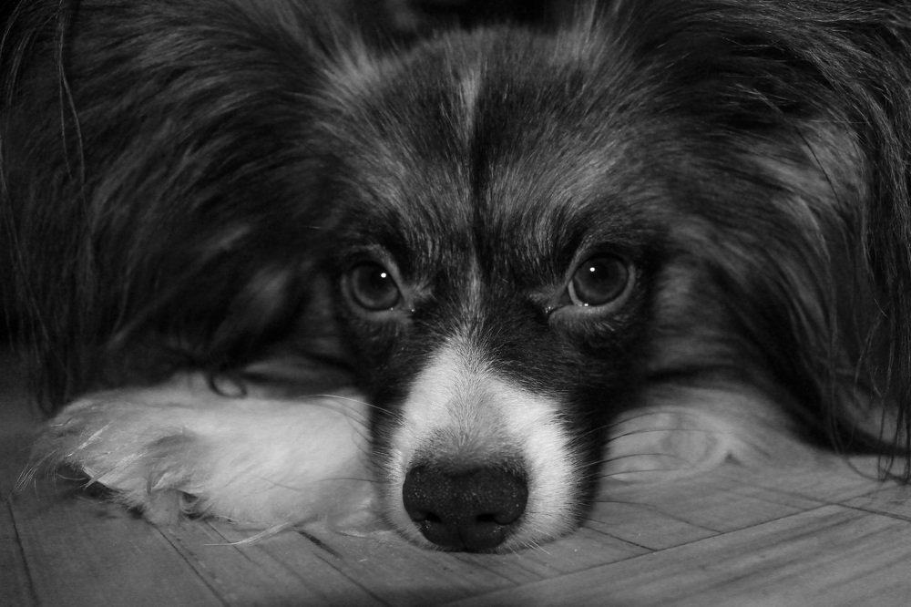 Photograph by Andrejs Peculevics