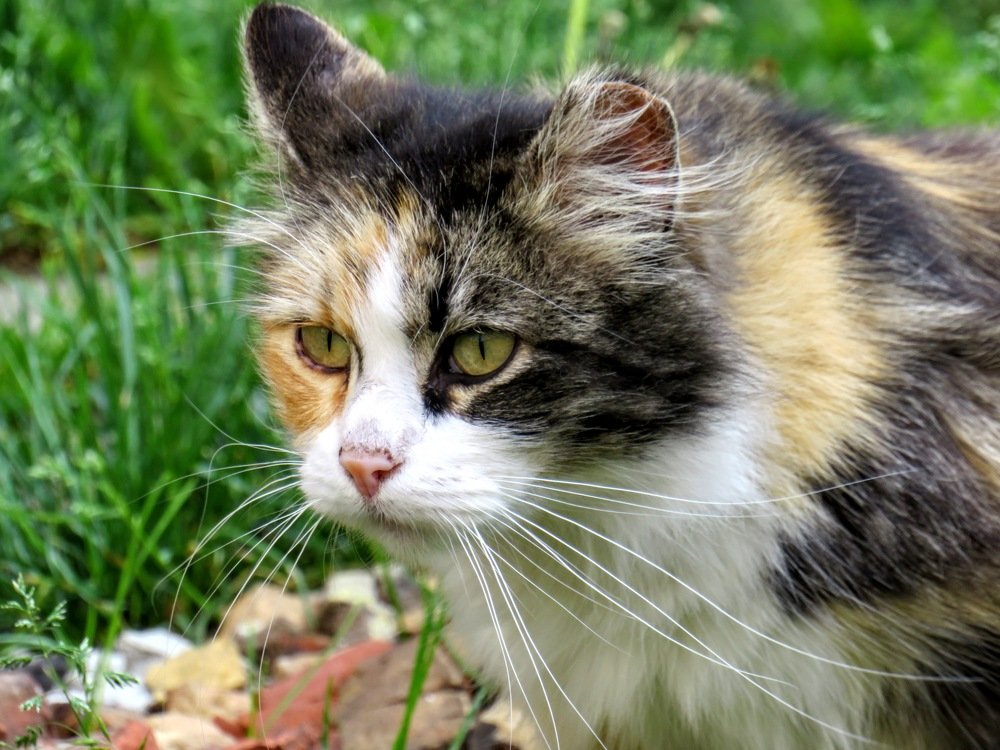 Photograph by ТАТЬЯНА КОНРАДИ