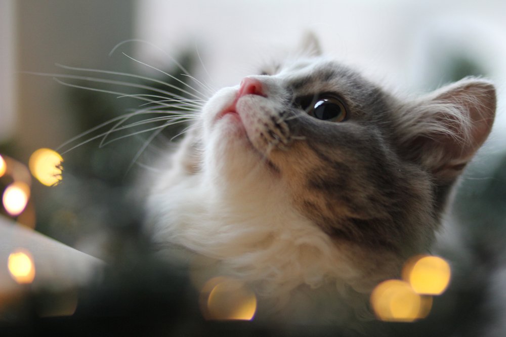 Photograph by Виктория Суркова