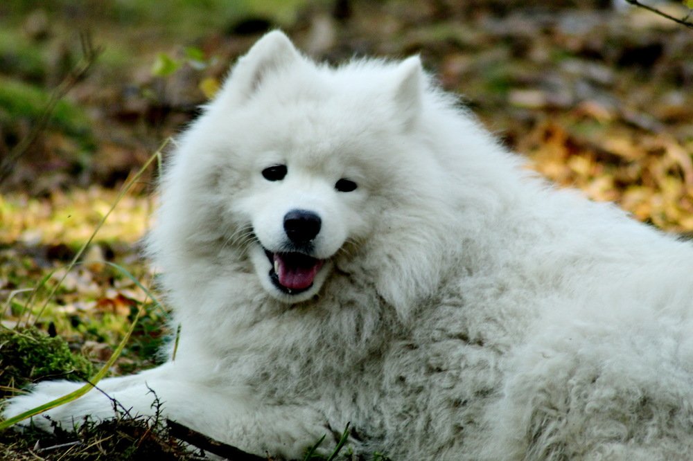 Photograph by Николай Николаевич Леухин