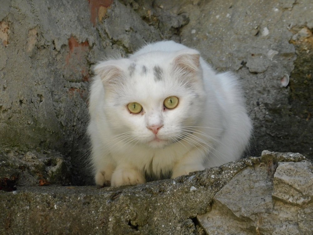 Photograph by Елена Коробкина