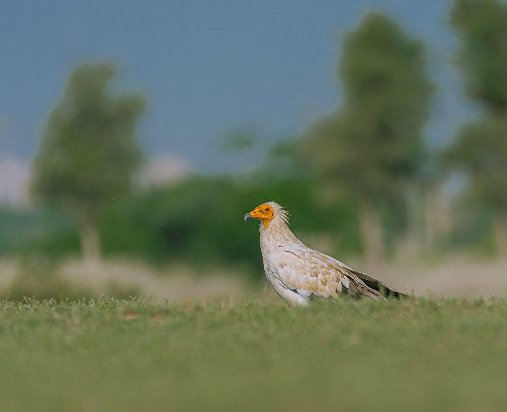 Photograph by Soumendu Das