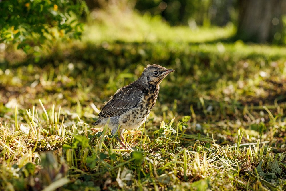 Photograph by Елена Горохова