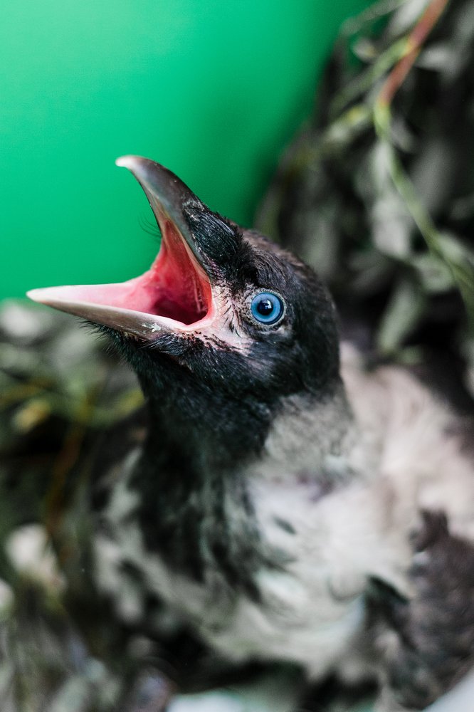 Photograph by Елена Горохова