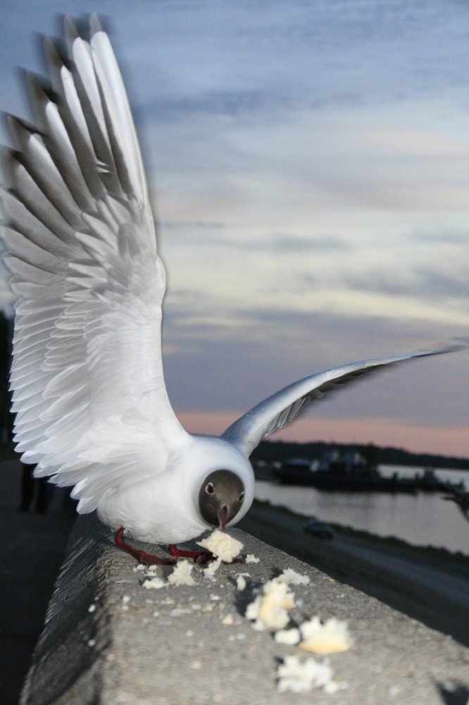 Photograph by Елена Горохова