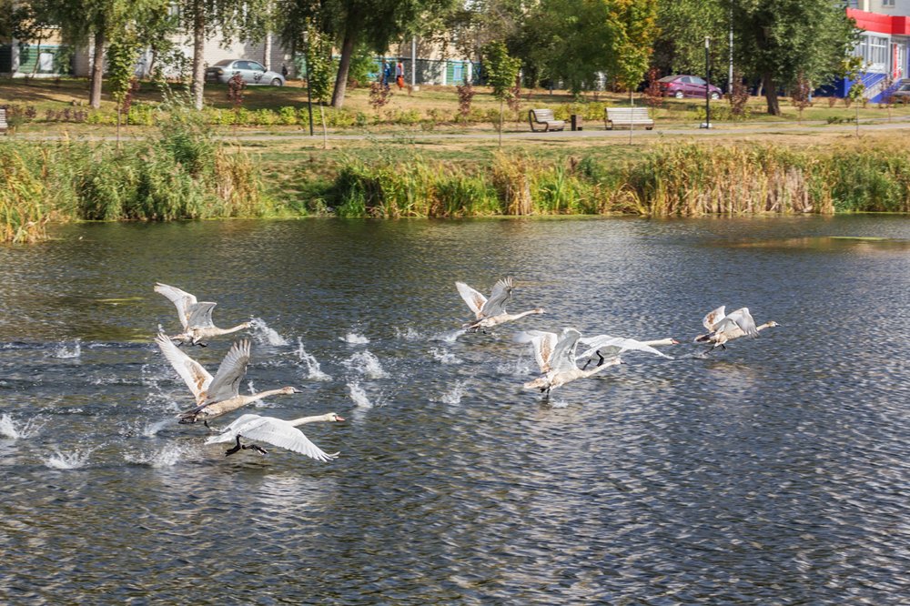 Лебеди на взлете