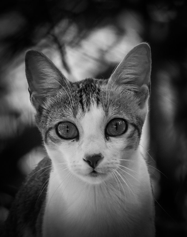 Photograph by Prasad Pavan