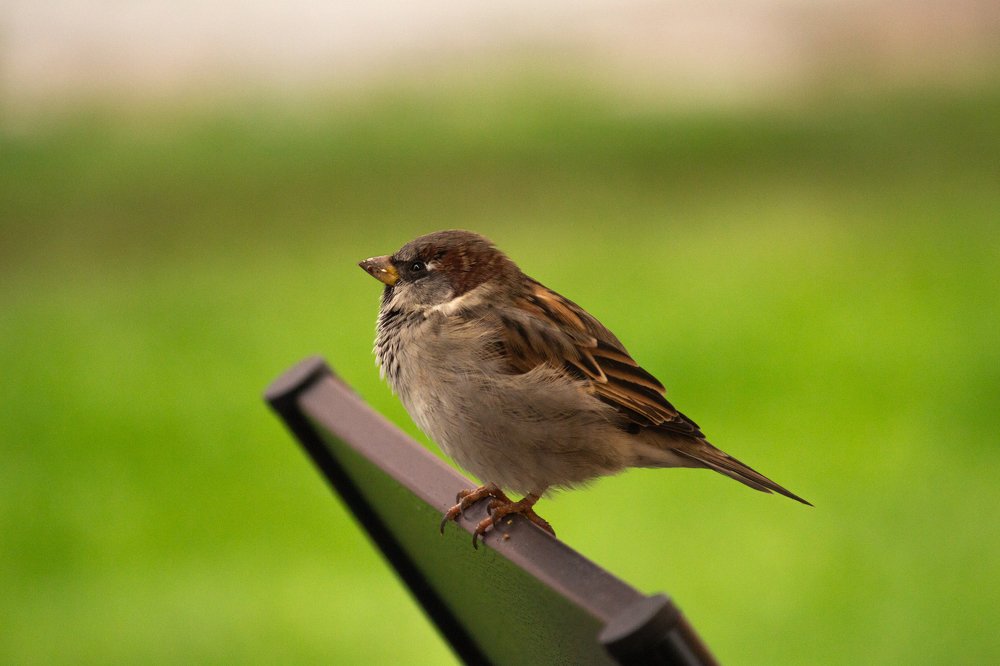 Photograph by Мария Паина