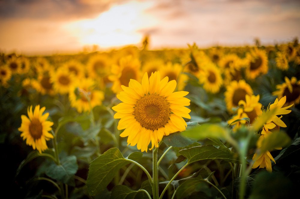 Photograph by Сигида Дмитрий