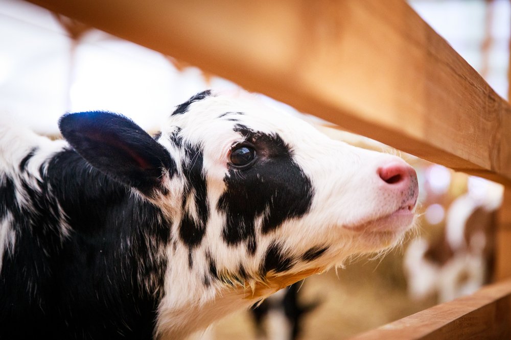 Photograph by Делана Романова