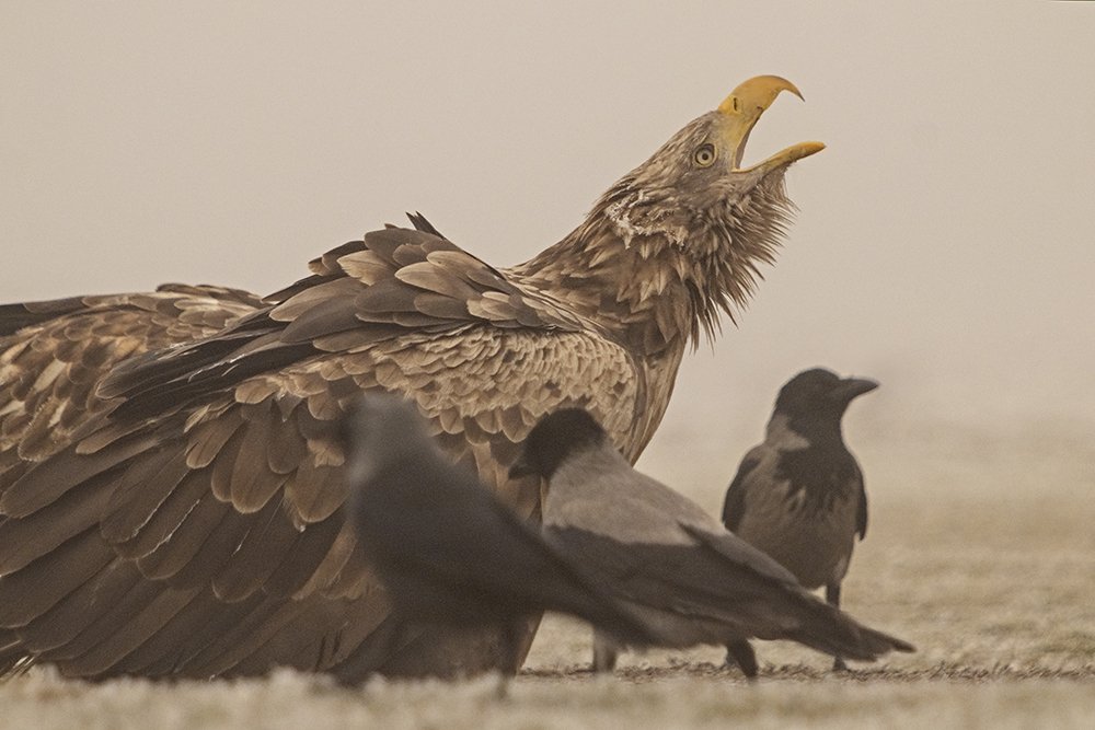 Photograph by Zizi Körmendy