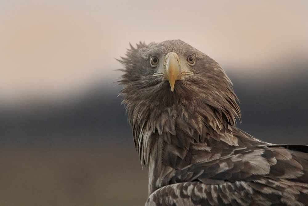 Photograph by Zizi Körmendy