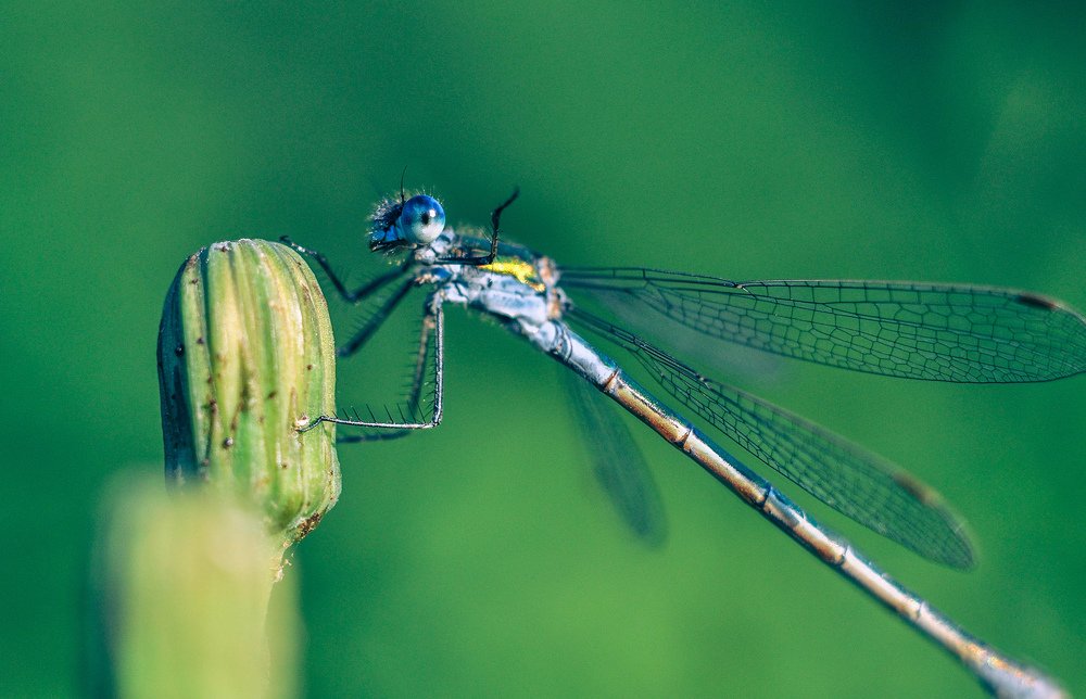 Photograph by Олеся zme