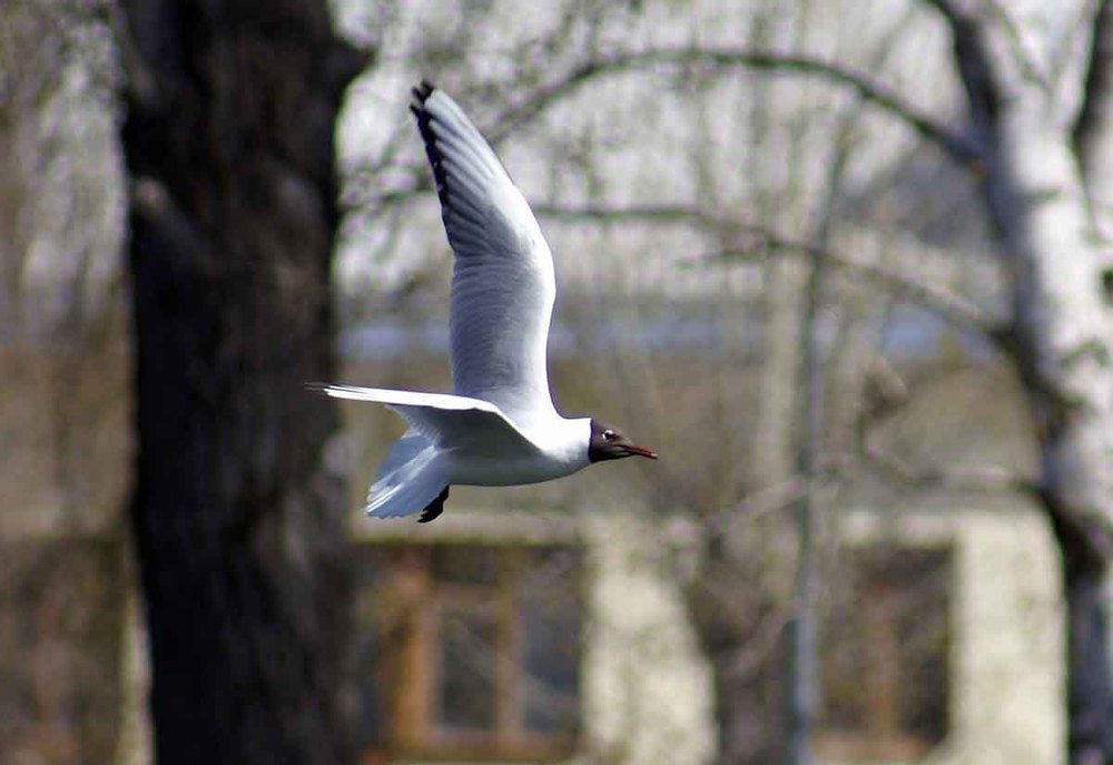 Photograph by Игорь Пшеничников