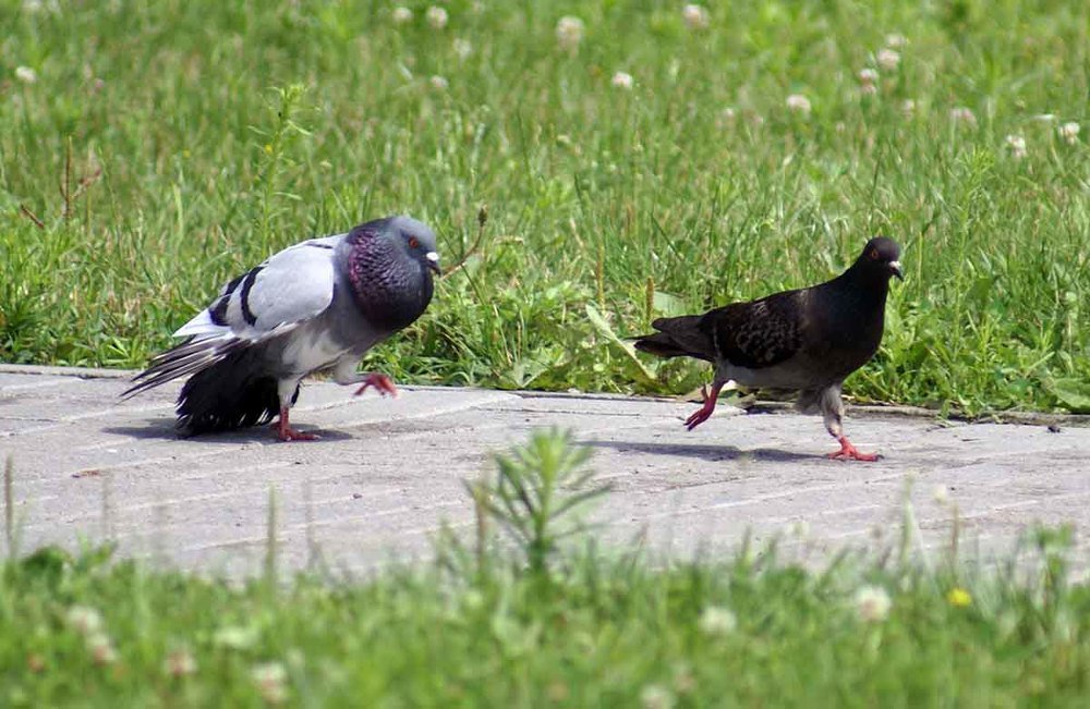 Photograph by Игорь Пшеничников