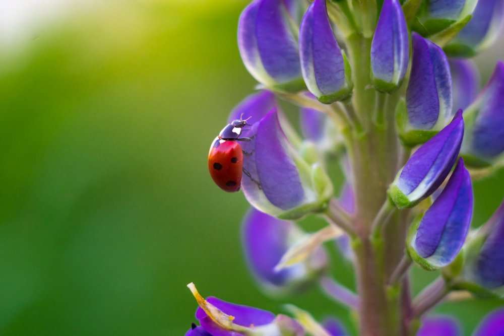 Яркость лета в макро