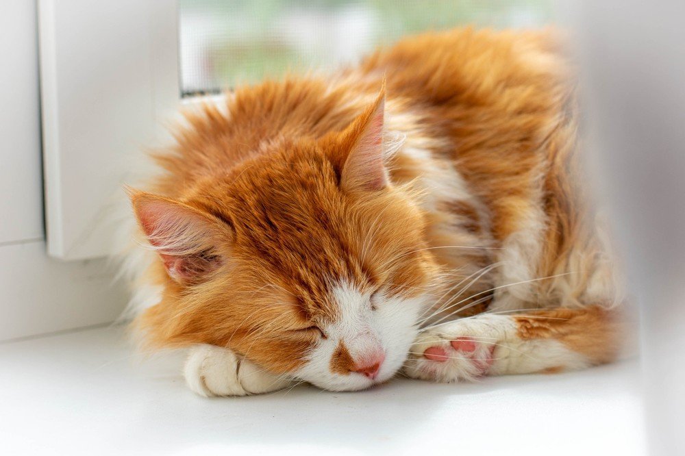 Photograph by Vita Kostiuk